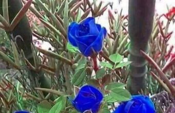 Katarina Zovko-Ištuk “PLAVA RUŽA”U KOLIBI MALOJ …