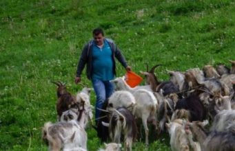 Tadiji iz Rame ukrali stado koza: Smiju mi se u policiji, a ja od ovoga živim