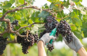 ŽILAVKA I BLATINA U Hercegovini započela berba grožđa: očekuje se dobra vinska godina