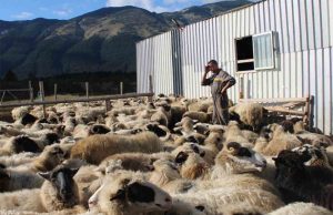 Ivan, uz svojih 200, u planinu na ispašu vodi još 400 ovaca i za svaku zna čija je