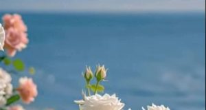 © Vesna Miloševic….NAS DAN…